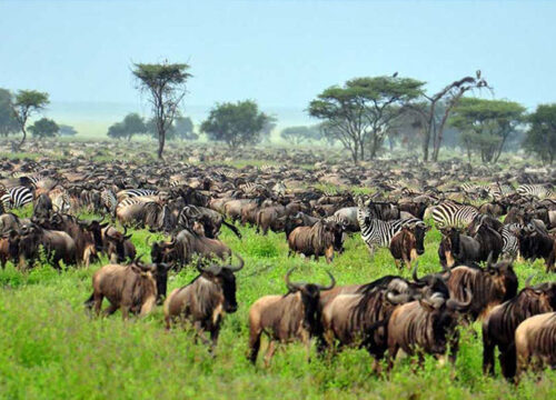 3-Day Calving Migration Safari