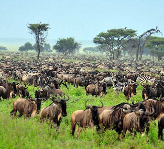 3-Day Calving Migration Safari