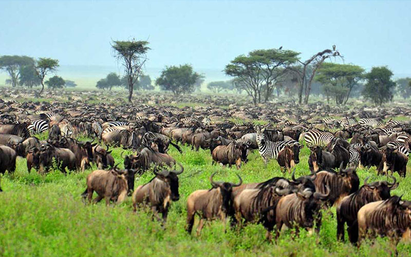 3-Day Calving Migration Safari