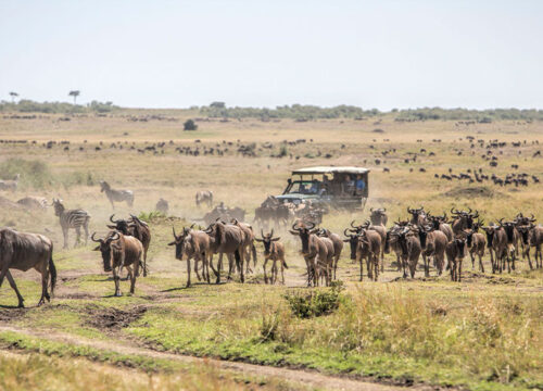 4 Days Maasai Mara Great Migration Safari