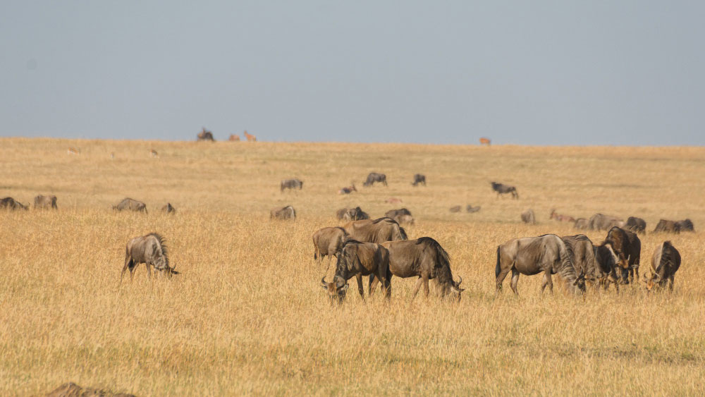 14 Days Romantic getaway Serengeti honeymoon Safari