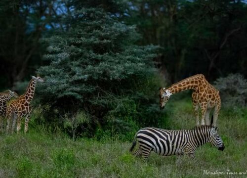 7 Days Tanzania Family Safari from Nairobi (Amboseli, Serengeti & Ngorongoro)
