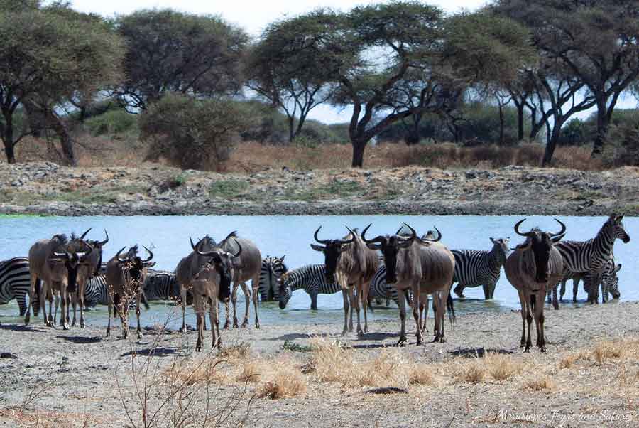 3-Day Northern Migration Safari: Tarangire and Ngorongoro Crater
