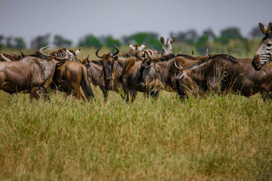 10 Days Safari Calving Migration and Culture