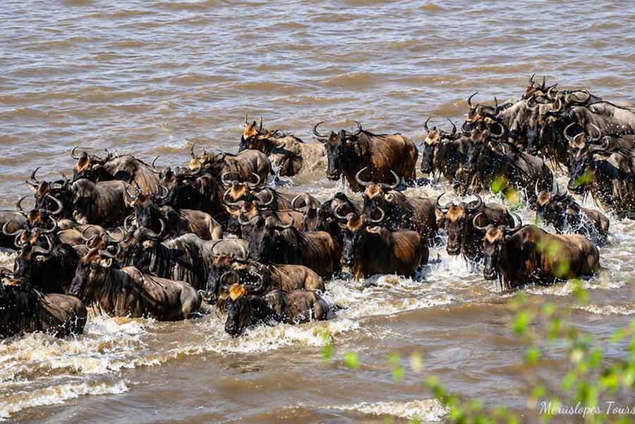 4 Days Private Mara River Crossing Migration in Serengeti
