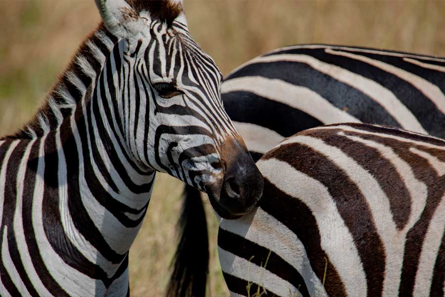6-Day Luxury Safari in Tarangire, Serengeti & Ngorongoro Crater