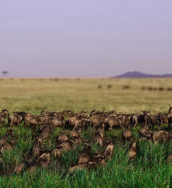 3-Day Calving Migration Southern Serengeti & Ngorongoro