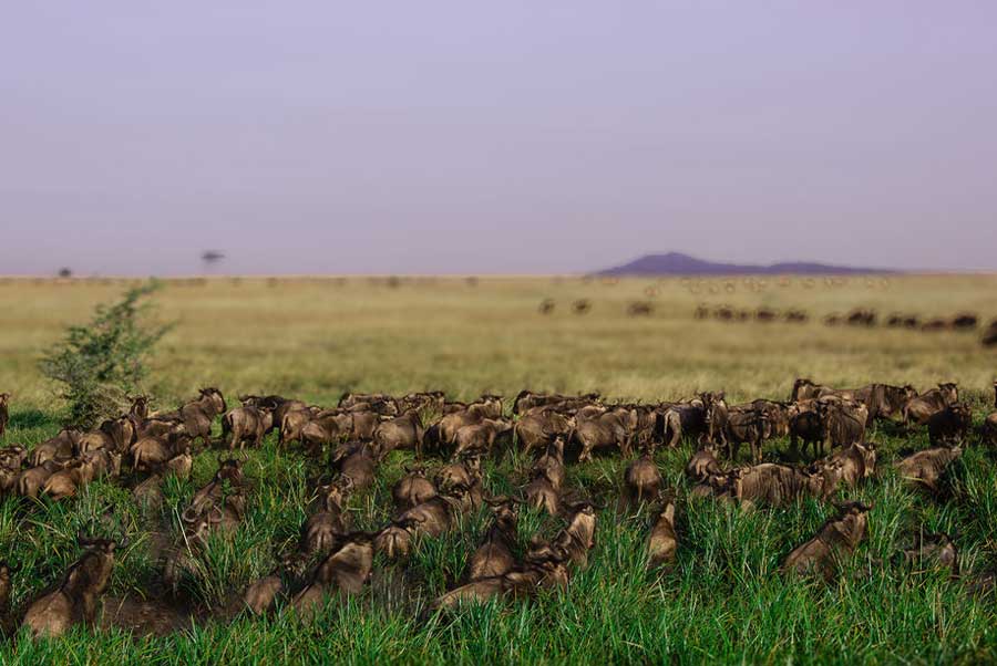 3-Day Northern Migration Safari: Tarangire and Ngorongoro Crater