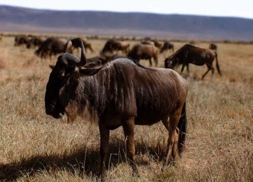 6-Day Wild Horizons & Hidden Wonders Tanzania Safari