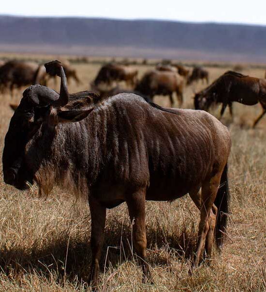 6-Day Wild Horizons & Hidden Wonders Tanzania Safari