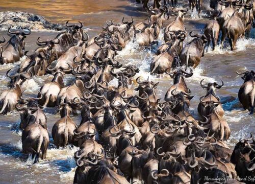 6-Day Luxury Wildebeest Migration – Mara River Crossing Safari