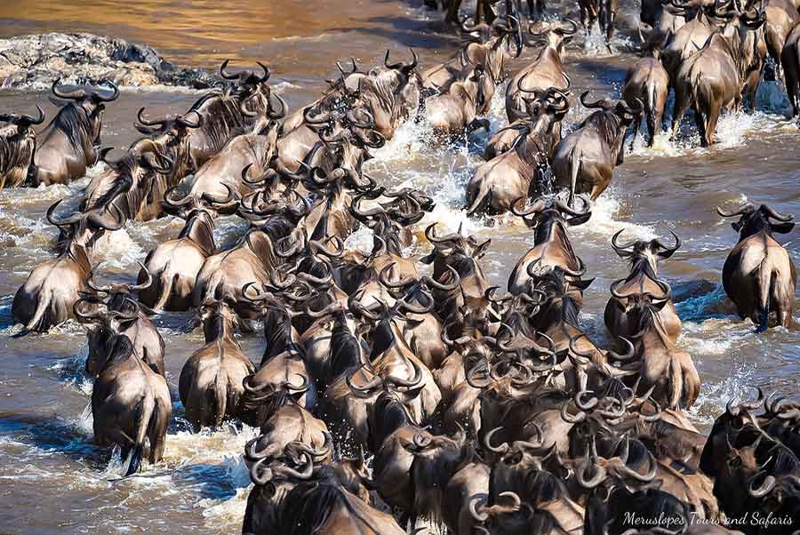 7 Day Private Luxury Serengeti Wildebeest Migration Tour