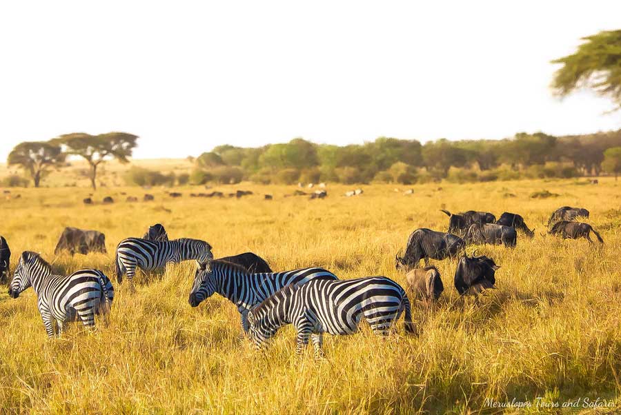 8 Days Wildebeest Tanzania Migration Safari