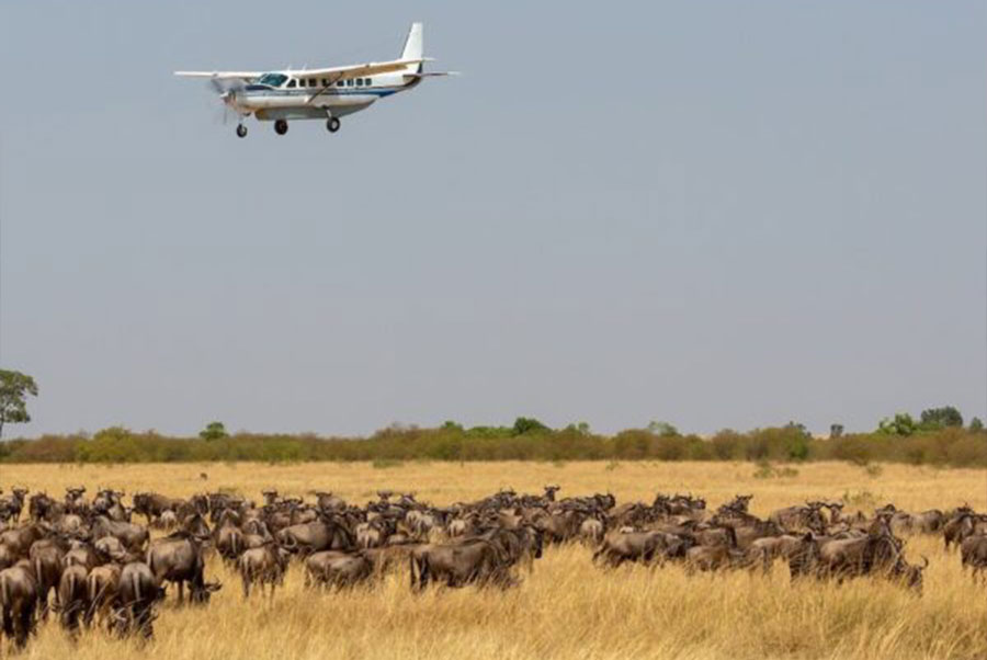 8 Days Fly out from Serengeti Wildebeests Migration Tour