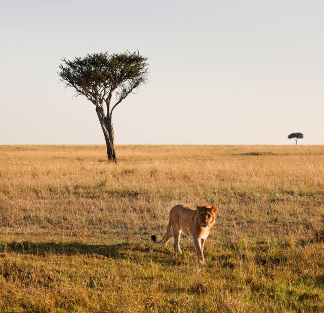 Golden-hour view across the Serengeti plains on a best Tanzania safaris journey
