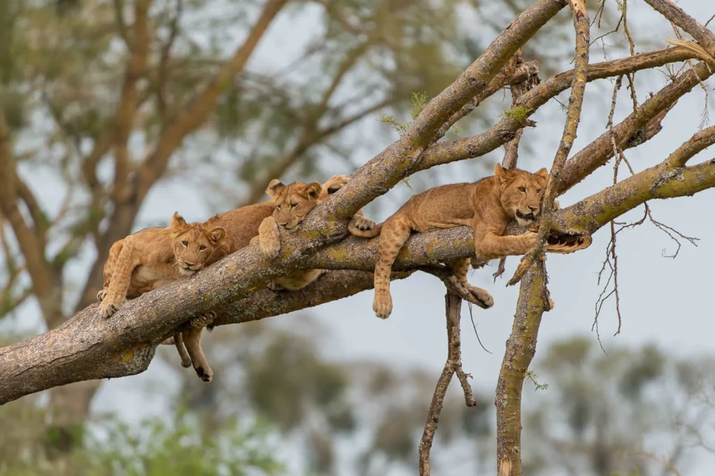 What Makes Tanzania Safari Tours Different From Safaris in Other African Countries? queen elizabeth np uganda